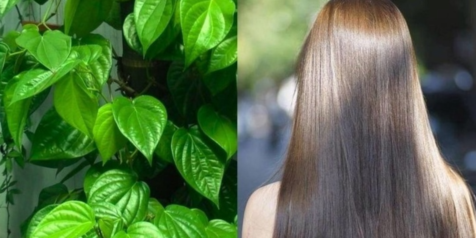 Cách gội đầu bằng nước lá trầu không giúp giảm rụng tóc và kích thích mọc tóc