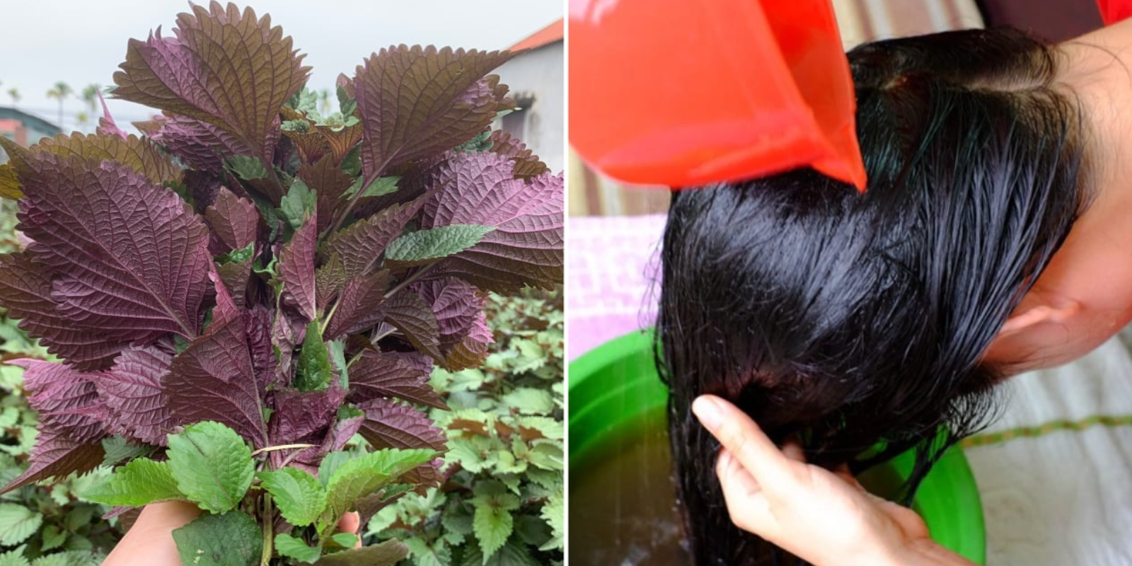 Cách gội đầu bằng nước lá tía tô để ngăn rụng tóc hiệu quả