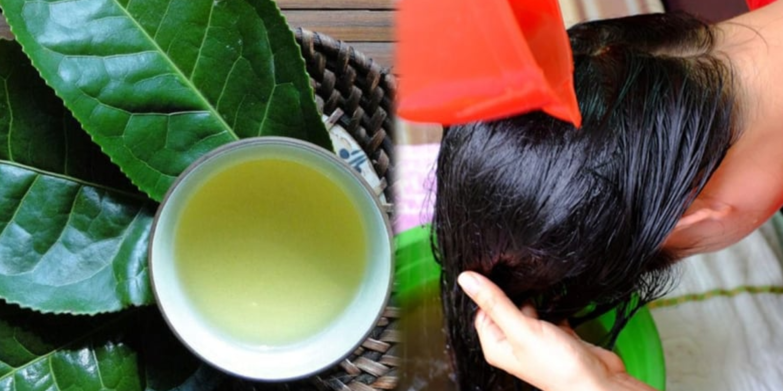 Cách gội đầu bằng lá trà xanh giúp giảm rụng tóc hiệu quả