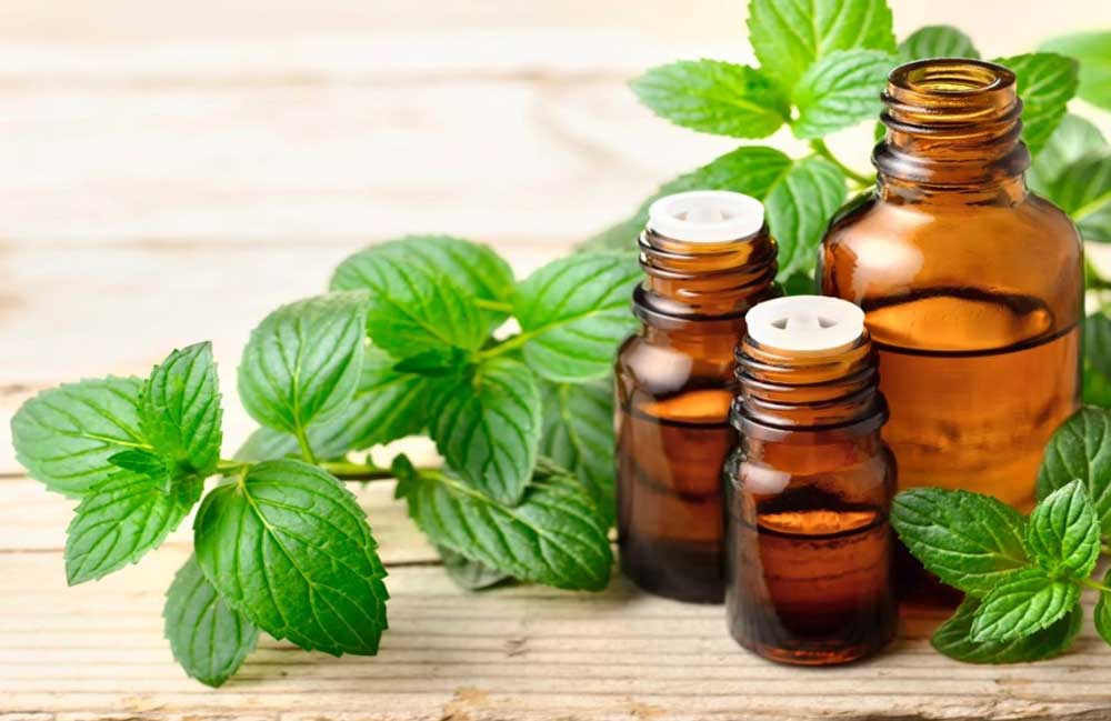 Tại sao dùng tinh dầu bạc hà là cách giảm rụng tóc hiệu quả?