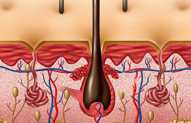 Bạn đã biết tóc mọc thế nào chưa?