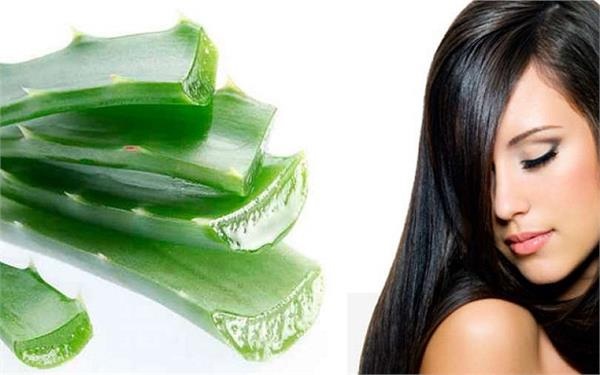 Trị rụng tóc bằng nha đam lô hội có hiệu quả không?